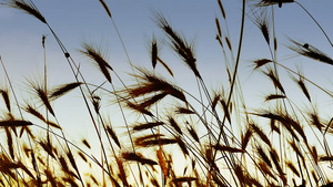 草地中的小麦29秒视频