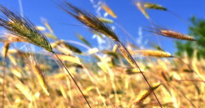 草原中的小麦26秒视频