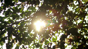 太阳在树中12秒视频