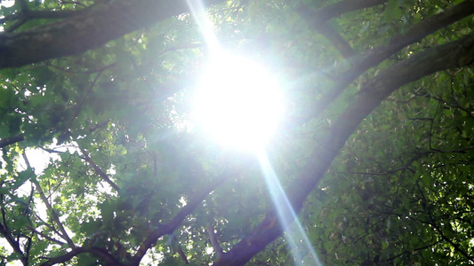 太阳在树中视频