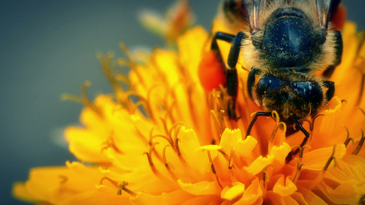 黄花上的蜜蜂视频