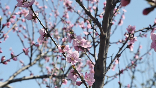 春天树花开花视频