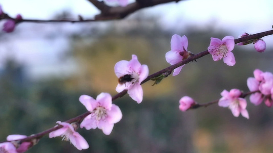 春天树花开花视频