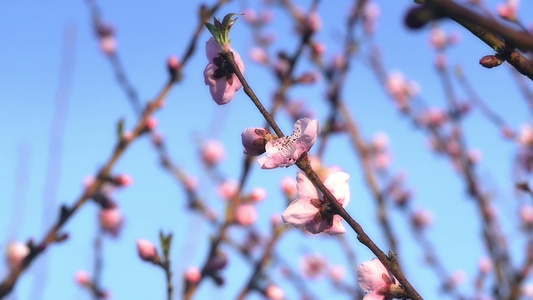 春天树花开花视频