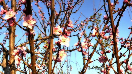 春天树花开花视频