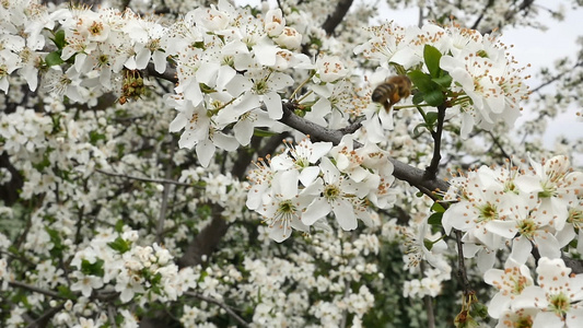 春天树花开花视频