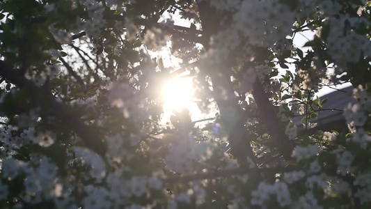 春树花开花慢动视频