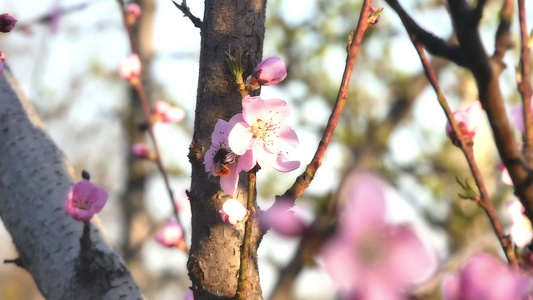 春天树花开花视频