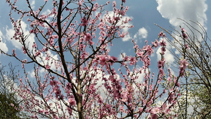 春树花开花慢动28秒视频