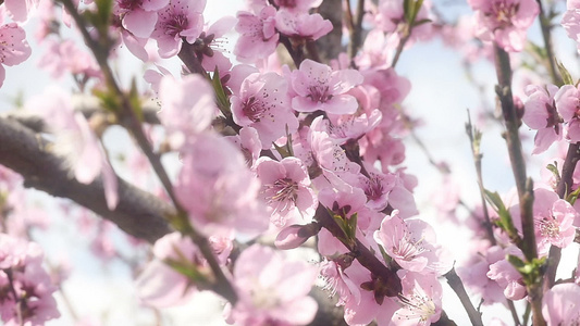 春树花开花慢动视频