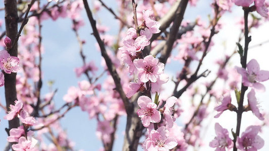 春树花开花慢动视频