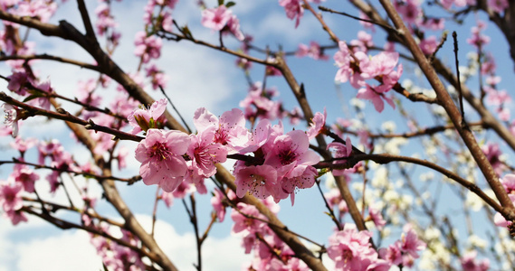 春树花开花4k视频