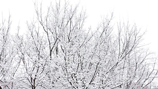 下雪树上视频