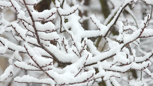 下雪树上视频