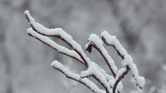 下雪树上视频