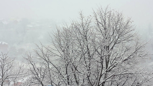 下雪树上视频