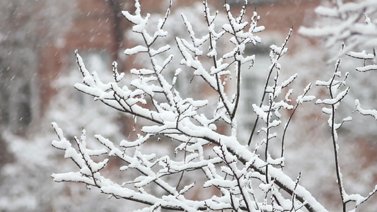 下雪树上视频