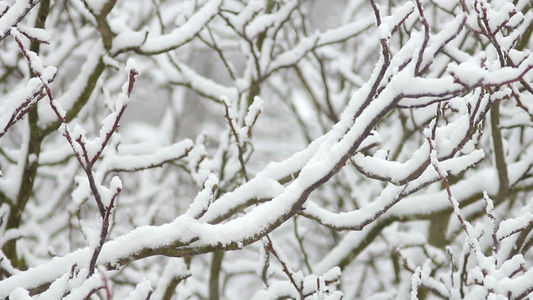 下雪树上视频