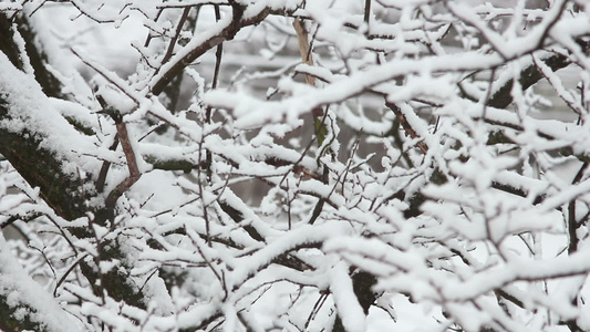 下雪树上视频