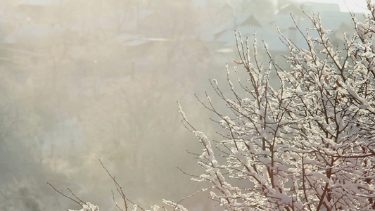 下雪树上视频