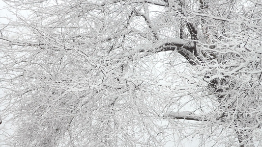 下雪树上视频