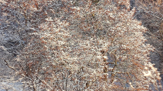 下雪树上视频