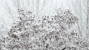 下雪树上12秒视频