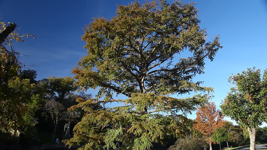 圣安其罗德克萨斯的一棵树上的美丽自然场景视频