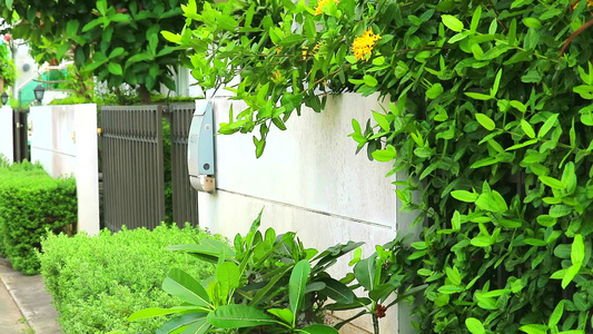 水泥墙附近的花园绿树绿树和黄花风向移动视频