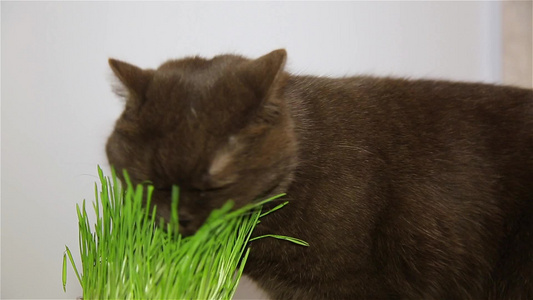 英国种的猫得到维他命咀嚼绿草视频