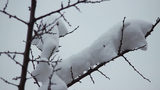 树枝上有雪雪视频