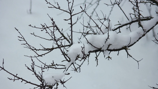 树枝上有雪雪视频