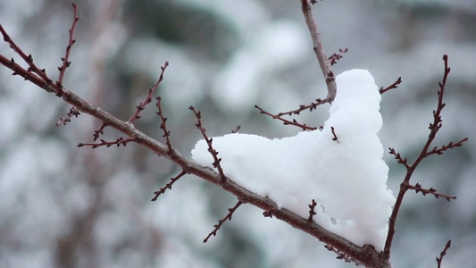 树枝上有雪雪视频