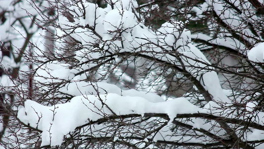 树枝上有雪雪视频