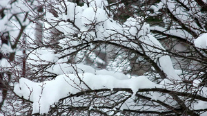 树枝上的雪14秒视频