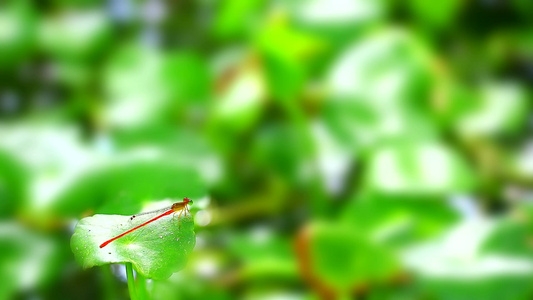 在干枯树枝和清洁眼睛和模糊背景上扎紧自己的视频