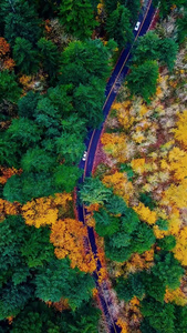 航拍国外公路两边五彩缤纷的高大植被视频