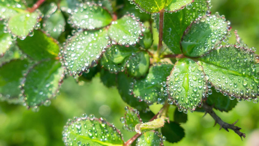 叶子上的露水自然景观微距水滴屏保视频视频