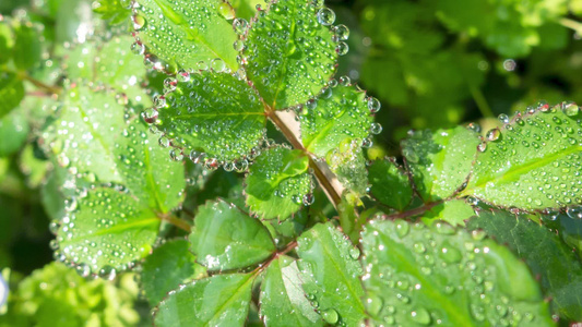 叶子上的露水自然景观微距水滴屏保视频视频