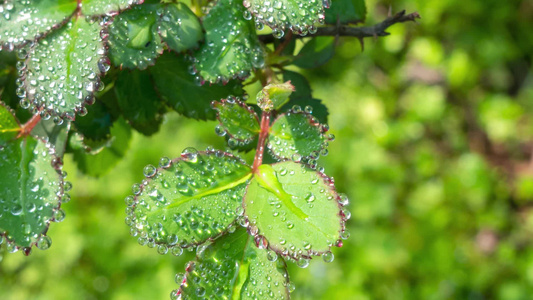 叶子上的露水自然景观微距水滴屏保视频视频