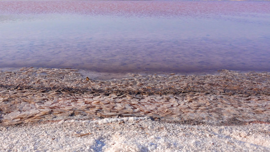 库亚尼克河口的红水来自白血病和dunaliella视频