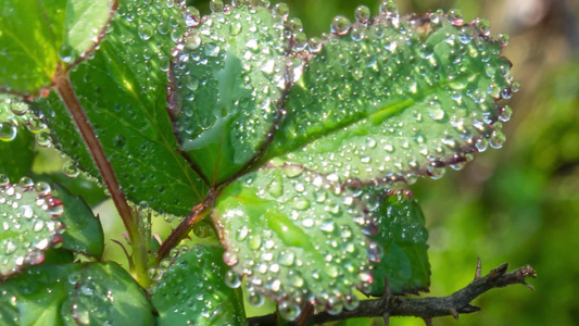 叶子上的露水自然景观微距水滴屏保视频视频