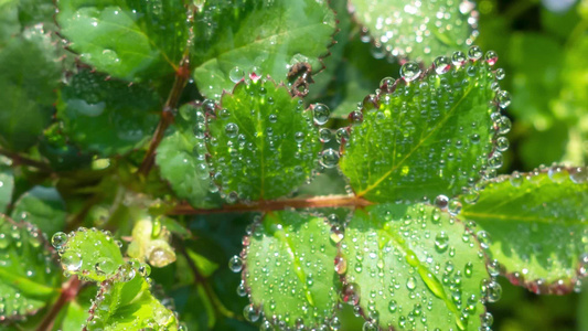 叶子上的露水自然景观微距水滴屏保视频视频