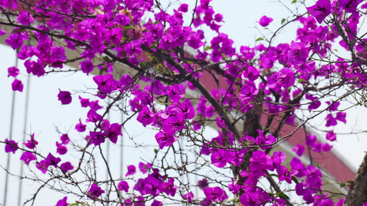 三角梅花朵空镜头视频