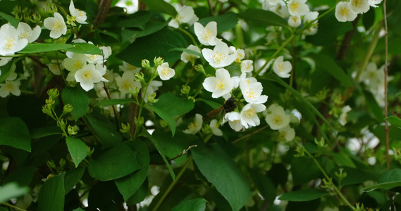 黄蜂从一朵花的后面出现视频