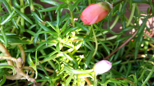 美丽的苔玫瑰花视频