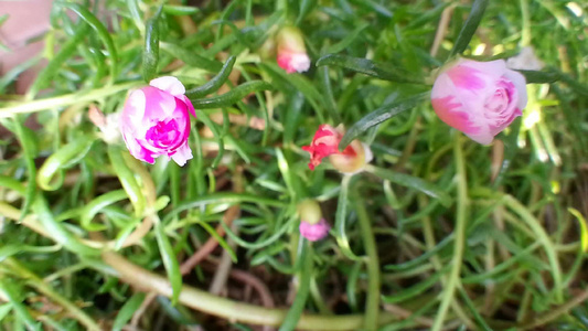 美丽的苔玫瑰花视频