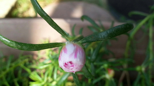 美丽的苔玫瑰花视频