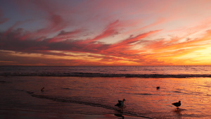 加州夏季海滩美学金色的夕阳生动的戏剧性云彩在太平洋26秒视频