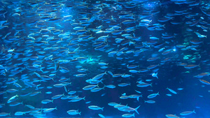 4K实拍海底世界鱼群飞鱼群16秒视频